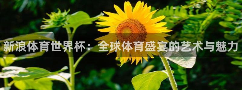 世界杯小组赛赛程：新浪体育世界杯：全球体育盛宴的艺术与魅力